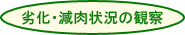 劣化・減肉状況の観察